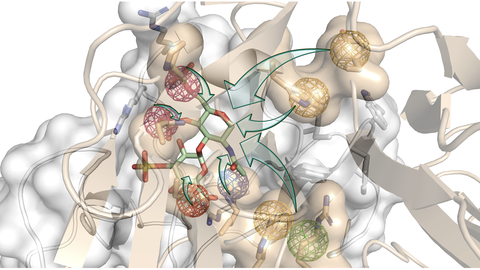 Eine weiße und gelbe Form im Hintergrund. Im Vordergrund ein grün, rot, blaues Stab-Atomgebilde. Teile dieser Struktur sind in rote grüne gelbe blaue kugelartige Netze eingebettet. Die grünen Pfeile zeigen von den Netzen zum Zentrum der Stabatomstruktur.