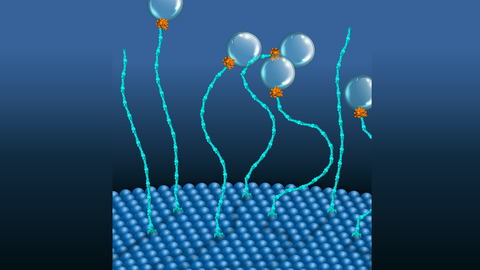 An illustration. Long light blue strings that look like spaghetti are growing out of a surface made of blue spheres. At the end of most of the spaghettis, there is an orange structure that connects a spaghetti to a bubble.
