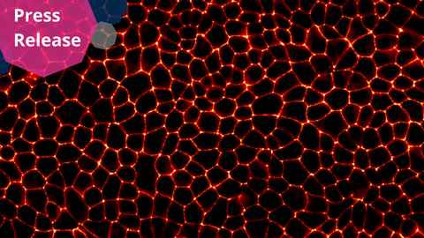A microscopic image showing a dense, irregular network of polygonal shapes with bright, glowing edges. The shapes resemble closely packed cells, with the edges glowing in bright orange or red, while the interior of the cells is dark. The overall pattern appears like a honeycomb or mosaic, with each shape slightly different in size and form. The background is completely black, highlighting the glowing edges of the cells.