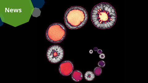 Eine wissenschaftliche Visualisierung mit einer Reihe kreisförmiger, mikroskopischer Strukturen, die in einer spiralförmigen Anordnung auf einem schwarzen Hintergrund dargestellt sind. Die Strukturen zeigen unterschiedliche Farben von tiefem Violett bis zu leuchtendem Orange mit komplexen inneren Mustern. In der oberen linken Ecke befindet sich eine grüne polygonale Form mit dem Wort „News“.