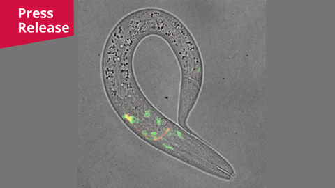 A microscopy picture. On a grey, textured background, an elongated, transparent, hook-shaped structure forms a large loop. The upper portion of the loop is filled with dense, dark granular specks inside its transparent body. In the lower curve of the structure, several small, bright green clusters and a faint streak of red light glow from within. A tiny speck of green light is also visible near the narrow, pointed end on the right side. In the top left corner, a solid green rectangular banner displays the white text "News".