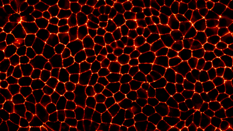 A microscopic image showing a dense, irregular network of polygonal shapes with bright, glowing edges. The shapes resemble closely packed cells, with the edges glowing in bright orange or red, while the interior of the cells is dark. The overall pattern appears like a honeycomb or mosaic, with each shape slightly different in size and form. The background is completely black, highlighting the glowing edges of the cells