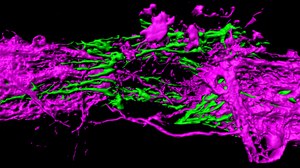 Spinal cord of a larval zebrafish