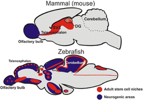 Molecular regulatory networks of the neurogenic progenitor cells in different regions of the adult zebrafish brain