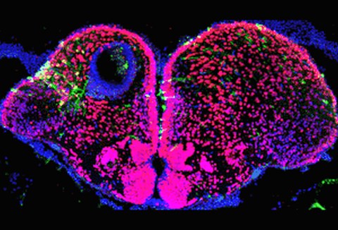 Zebrafish, in striking contrast to mammals, can functionally regenerate complex body structures, including significant portions of the central nervous system. Thus, understanding this regenerative capacity of zebrafish nervous system is of great therapeutic significance to treat neural diseases in humans. We are investigating the genes and the signaling pathways involved in the regeneration of the adult zebrafish central nervous system focusing on the role of neurogenic progenitor cells by using different injury, transcriptional profiling and misexpression methods.