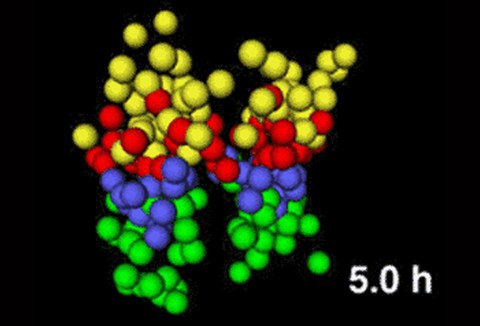  Patterning and the cell movements of the embryonic midbrain-hindbrain boundary in zebrafish