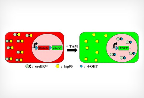 site-specific recombinase technology for adult zebrafish brain