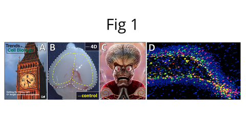 An image. It consists of 4 images and a text. The text is in the top middle: “Fig 2”. Below that, Figure 2, which includes two panels (images) labeled A, and B.  Panel A shows a colorful cross-sectional image of a biological structure, with labels "OB" and "OE" indicating specific regions. Panel B presents a graphical display of data with peaks and valleys. Additionally, Panel B displays multiple traces of signals in different colors and a 3D plot with colored data points.