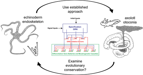 An infographic. It consists of three images. https://tu-dresden.de/cmcb/crtd/ueber-crtd/alternative-text
