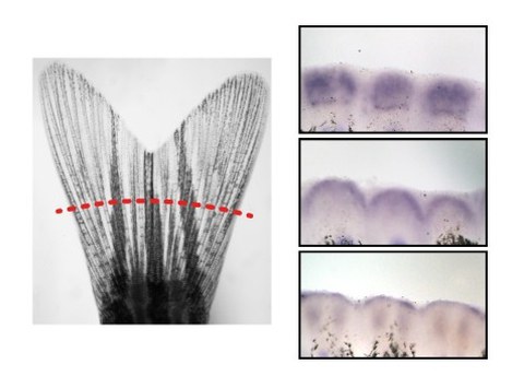 Zebrafish caudal fin (left). Gene expression in the early regenerating fin (right).