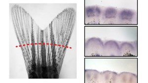 Zebrafish caudal fin (left). Gene expression in the early regenerating fin (right).