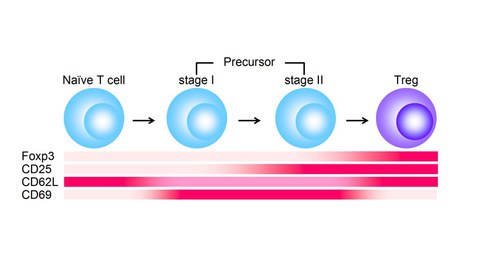 Extrathymic differentiation of Foxp3- precursors to Foxp3+ Treg. During peripheral Treg de novo generation, antigen-specific naïve CD4+Foxp3- T cells undergo a series of differentiation steps that are characterized by differential surface marker expression. Induced Foxp3 protein expression is preceded by early modulation of CD69 and CD62L expression, followed by up-regulation of CD25 that marks Foxp3– precursor cells precommintted to differentiate into stable Foxp3+ Treg