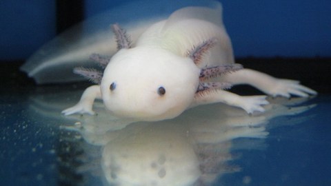 Photo of axolotl