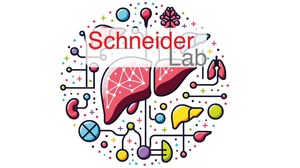 Cartoon depictions of the liver in different sizes and colours, connected to differently coloured dots