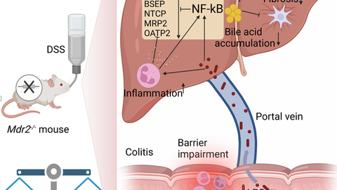 	Colitis ameliorates cholestatic liver disease via suppression of bile acid synthesis