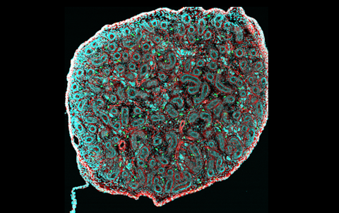 Macrophages seen from above