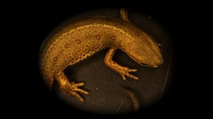   Fig.: A red-spotted newt, Notophthalmus viridescens, MH Yun, 2014. Newts are the vertebrates with the most extensive regenerative abilities, being able to regenerate a wide range of complex structures including full limbs as adults. Understanding the mechanisms underlying newt regeneration could inspire strategies to promote regenerative processes in humans.