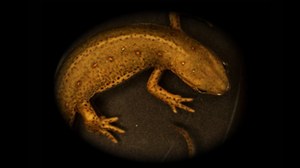   Fig.: A red-spotted newt, Notophthalmus viridescens, MH Yun, 2014. Newts are the vertebrates with the most extensive regenerative abilities, being able to regenerate a wide range of complex structures including full limbs as adults. Understanding the mechanisms underlying newt regeneration could inspire strategies to promote regenerative processes in humans.
