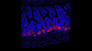 Mucosal Immunology