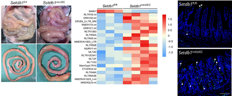 Intestinal inflammation (left) resulting from intestinal epithelial deletion of the H3K9 methyl transferase Setdb1, which leads to replication of endogenous retroviruses (middle) and intestinal damage (right).