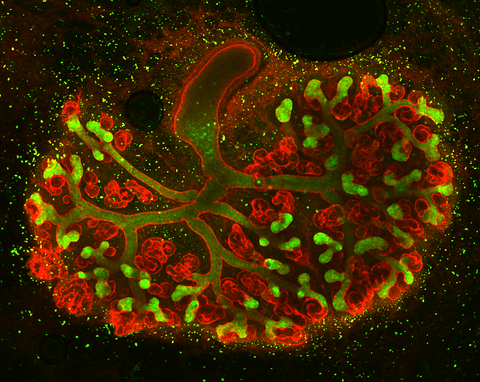 Embryonic kidney of the mouse cultivated in a new developed organ culture system