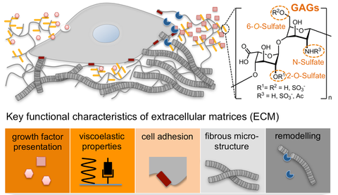 Figure modified from Freudenberg et al., Advanced Materials 2016; © Advanced Materials 2016