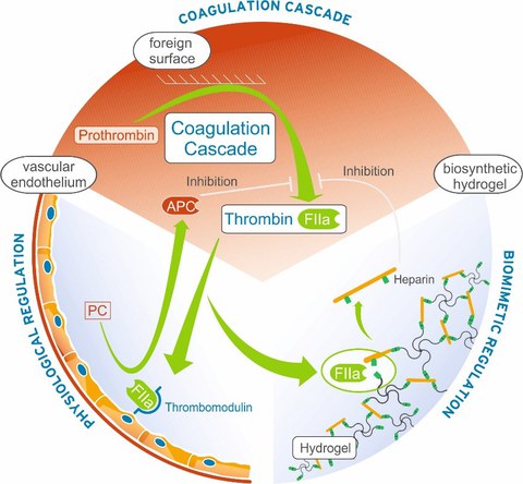   Figure modified from Maitz MF et al. Biomaterials 2017 