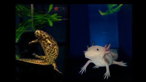 Molch und Axolotl auf dunklem Hintergrund