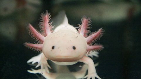 A photo of the axolotl, a Mexican salamander. The animal is seen from the front, it is pale whitish with three pink gills on each side of the head. 