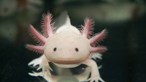 Ein Foto des Axolotl, eines mexikanischen Salamanders. Das Tier ist von vorne gesehen, es ist blass weißlich mit drei rosa Kiemen auf jeder Seite des Kopfes. 