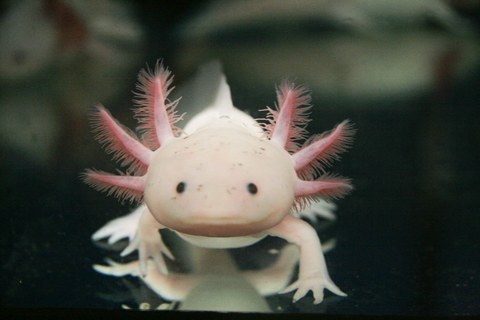 Ein Foto des Axolotl, eines mexikanischen Salamanders. Das Tier ist von vorne gesehen, es ist blass weißlich mit drei rosa Kiemen auf jeder Seite des Kopfes. 
