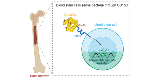 A graphical abstract. A bone with indicated bone marrow is seen on the left. There is a magnification window that shows what happens inside the bone marrow. In the window there is a text "Blood stem cells sense bacteria through CD150". Below the text, there are a couple of yellow rod-like shapes with small brown shapes on them. There is yellow text "Brucella" and brown text "Omp25". One of the brown shapes is connected with a bigger blue shape with the blue text "CD150". The blue shape is protruding from a circular shape with the name "blood stem cell". Inside, the circle, there is a small wavy shape that reminds of a DNA with the text "Increase white blood cells production".