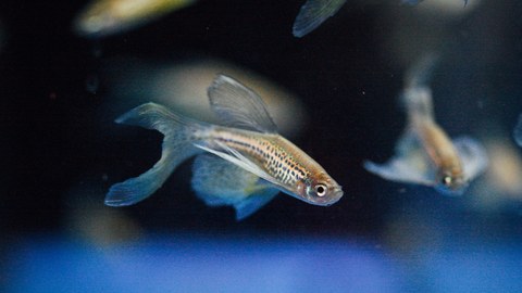 An image of a swimming fish. Other fish are visible blurred in the background.