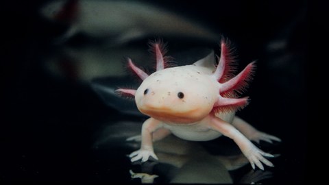 Ein Foto des Axolotl, eines mexikanischen Salamanders. Das Tier ist blass weißlich mit drei rosa Kiemen auf jeder Seite des Kopfes. 