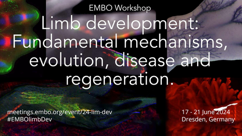 A teaser for an event. The background features colorful microscopy images on a black background. There is also text. Starting form the top, in the middle "EMBO Workshop". Below that, "Limb development: Fundamental mechanisms, evolution, disease and regeneration". In the bottom left corner "meetings.embo.org/event/24-lim-dev #EMBOlimbDev". In the bottom right corner "17 - 21 June 2024 Dresden, Germany".