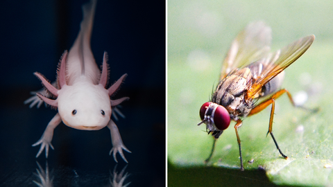 Eine Collage von Fotos. Links ein Foto eines weißen Axolotl auf schwarzem Hintergrund. Rechts ein Foto einer Fruchtfliege, die auf einem grünen Blatt steht.