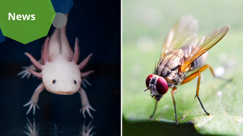 Eine Collage von Fotos. Links ein Foto eines weißen Axolotl auf schwarzem Hintergrund. Rechts ein Foto einer Fruchtfliege, die auf einem grünen Blatt steht.