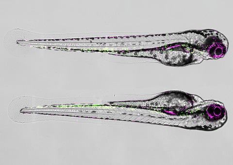 Ein Mikroskopiebild. Zwei durchscheinende, längliche Fischlarven sind horizontal übereinander auf einem einheitlich grauen Hintergrund angeordnet. Beide Proben sind nach rechts ausgerichtet und zeigen deutliche anatomische Merkmale wie ein großes Auge, eine abgerundete Kopfregion, einen sichtbaren Dottersack und einen langen, segmentierten Schwanz mit einer klaren Flossenmembran. Die Strukturen sind mit Fluoreszenzmarkern überlagert: Ein leuchtend violettes Signal umreißt das kreisförmige Auge sowie bestimmte innere Bahnen entlang des Körpers, während zahlreiche winzige grüne Fluoreszenzpunkte über die Rumpf- und Kopfregionen verteilt sind.