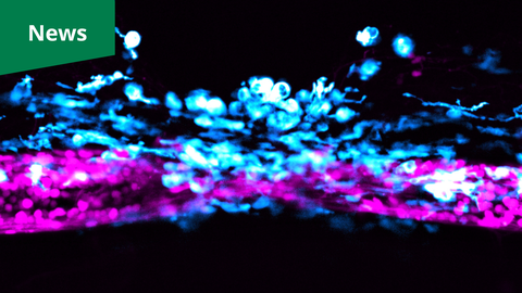 Ein Mikroskopiebild. Auf schwarzem Hintergrund bilden leuchtende Fluoreszenzzellen zwei deutliche, horizontale Schichten, die sich über die Bildmitte erstrecken. Die untere Schicht besteht aus einem dichten, durchgehenden Band leuchtend magenta-farbener Punkte und Cluster. Direkt darüber überlagert eine Schicht aus cyan- und hellblauen kugelförmigen Zellen sowie faserigen Strukturen die magenta-farbene Schicht. Einige einzelne cyanfarbene Zellen und feine, netzartige Stränge ragen nach oben in den dunklen Bereich hinein.