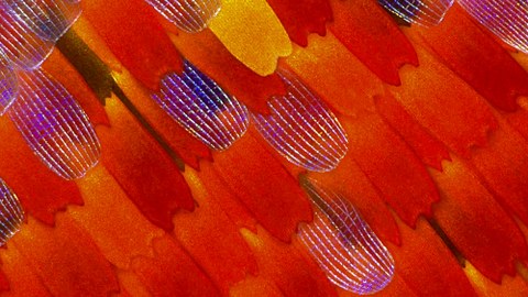 Shindle like patterns in yellow, red and orange tones with iridescent lines on some shindles.