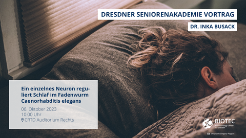 A poster image for an event. In the background there is a female sleeping under the blanket. Only the back of her head is visible. There is also text. In the upper right corner "Dresdner Seniorenakademie Vortrag", underneath that "Dr. Inka Busack". In the lower left corner there is a white box with information: "Ein einzelnes Neuron reguliert Schlaf im Fadenwurm Caenorhabditis elegans, 06. Oktober 2023, 10:00 Uhr, location mark CRTD Auditorium Rechts". There are also logos. In the upper left corner there is a white TUD logo and in the lower right corner there is a white logo of the BIOTEC institute.