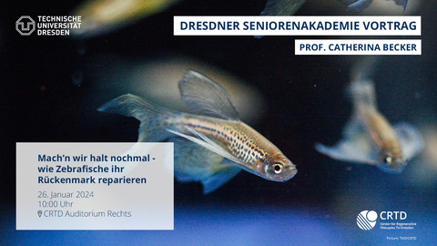 A poster image for an event. The background image shows zebrafish swimming. There is also text. In the upper right corner "Dresdner Seniorenakademie Vortrag", underneath that "Prof. Catherina Becker". In the lower left corner there is a white box with information: "Mach’n wir halt nochmal - wie Zebrafische ihr Rückenmark reparieren, 26. Januar 2024, 10:00 Uhr, location mark CRTD Auditorium Rechts". There are also logos. In the upper left corner there is a white TUD logo and in the lower right corner there is a white logo of the CRTD institute.