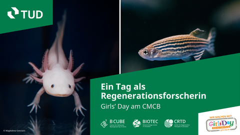 Eine Grafik. Bestehend aus aus zwei Fotos, die in der Mitte durch einen weißen Strich getrennt sind. Das linke Foto zeigt einen rosafarbenen Axolotl, das rechte Foto zeigt einen Zebrafisch. Unten rechts steht in einem grünen Textfeld: „Ein Tag als Regener