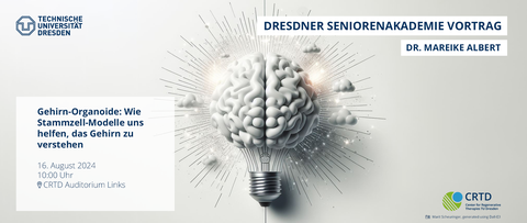 A poster image for an event. The background is an AI generated picture, which shows a mixture of a lightbulb and a brain. It is highlighted by light flashes and there are lines radiating from it. The prompt used to generate this picture was: “creativity brain minimalistic.” There is also text. In the upper right corner "Dresdner Seniorenakademie Vortrag", underneath that "Dr. Mareike Albert". In the lower left corner, there is a white box with information: "Gehirn-Organoide: Wie Stammzell-Modelle uns helfen, das Gehirn zu verstehen, 16. August 2024, 10:00 Uhr, [location mark] CRTD Auditorium Links". There are also logos. In the upper left corner, there is a white logo of TU Dresden and in the lower right corner, there is a logo of the CRTD institute. Below the CRTD logo there is information on copyright: “[camera icon] Marit Scheuringer, generated using Dall-E3”.