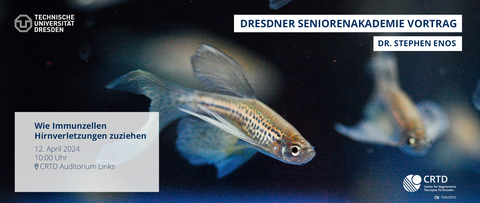 A poster image for an event. The background is a photo which shows swimming zebrafish. There is also text. In the upper right corner "Dresdner Seniorenakademie Vortrag", underneath that "Dr. Stephen Enos". In the lower left corner, there is a white box with information: "Wie Immunzellen Hirnverletzungen zuziehen, 12. April 2024, 10:00 Uhr, [location mark] CRTD Auditorium Links". There are also logos. In the upper left corner, there is a white logo of TU Dresden and in the lower right corner, there is a white logo of the CRTD institute. Below the CRTD logo there is information on copyright: “[camera icon] TUD/CRTD”.