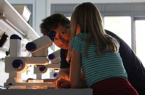 Examining the samples under a microscope for children