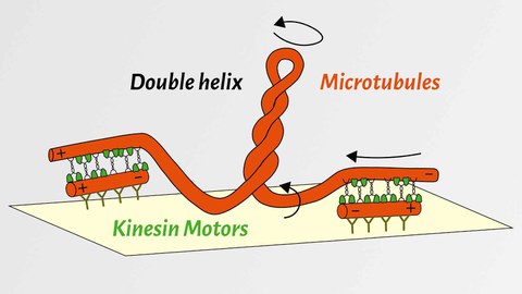 Microtubules