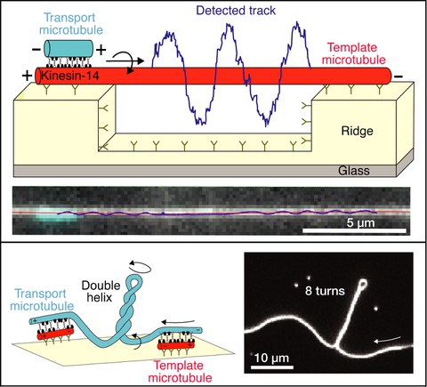 Schemata und Mikroskopie-Aufnahmen, die (i) die schraubenförmige Bewegung von Transport-Mikrotubuli darstellen (obere Abbildung) und (ii) die Erzeugung eines Drehmoments zwischen quervernetzten Mikrotubuli (untere Abbildung) zeigen