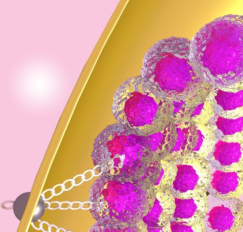 Schematische Darstellung, wie sich das lebende Gewebe an der schützenden Hülle während der frühen Entwicklung des Embryos anhaftet. 