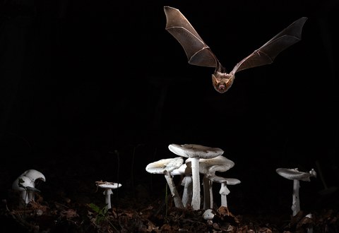 Myotis myotis (Greater mouse-eared bat)